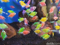 Foto Hasil Jepretan Sharp Aquos R7S Nan Menawan