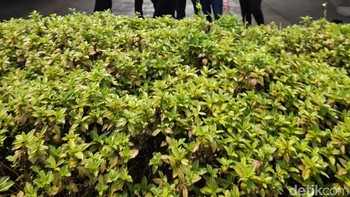 Apalagi, lensa yang dipakai juga punya bukaan besar yaitu f/1.9. Foto: Tim Detikcom