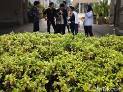 Foto Hasil Jepretan Sharp Aquos R7S Nan Menawan