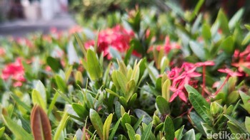 Salah satu keunggulan sensor besar seperti yang dipakai di Aquos R7S adalah bokeh yang natural. Foto: detikINET/Anggoro Suryo Jati