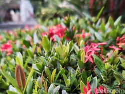 Foto Hasil Jepretan Sharp Aquos R7S Nan Menawan