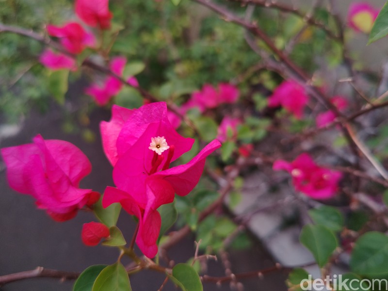 Review Sharp Aquos R7S