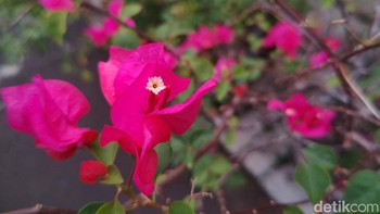 Pengguna juga bisa memotret menggunakan mode RAW untuk melakukan post processing yang lebih fleksibel setelahnya. Foto: detikINET/Anggoro Suryo Jati