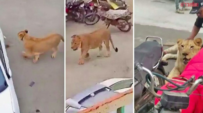 Singa lepas di jalanan Karachi, Pakistan