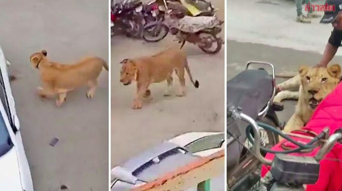 Singa lepas di jalanan Karachi, Pakistan
