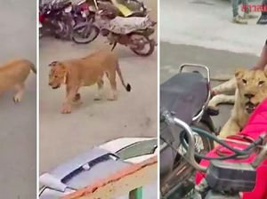 Singa Ini Malah Jalan-jalan di Tengah Kemacetan