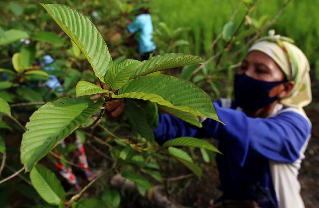 Tanaman Kratom. (Dok. Detikcom/Rachman)