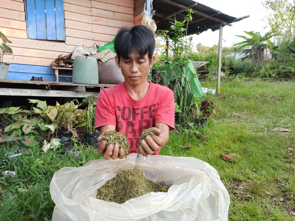 Tanaman Kratom. (Dok. Detikcom/Yudistira Imandiar)