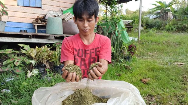 Tanaman Kratom. (Dok. Detikcom/Yudistira Imandiar)