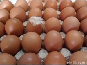 Spekulasi Peternak Tahan Stok Picu Harga Telur di Blitar Anjlok