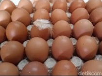 Spekulasi Peternak Tahan Stok Picu Harga Telur di Blitar Anjlok