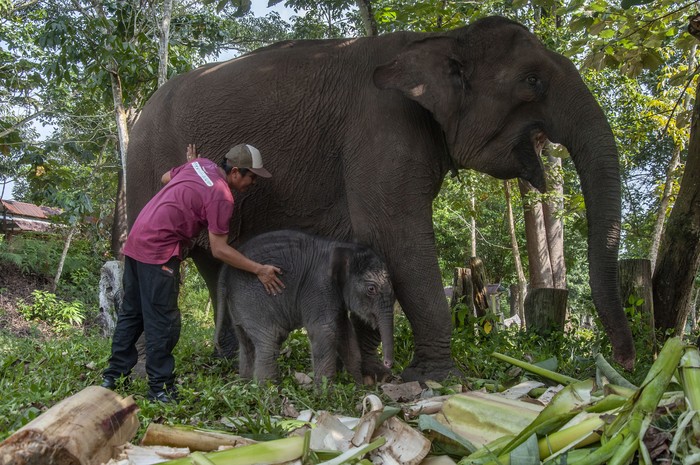 Seekor anak gajah sumatra (Elephas maximus sumatranus) yang baru lahir berada di dekat induknya di Camp Flying Squad Taman Nasional Tesso Nilo Kabupaten Pelalawan, Provinsi Riau, Jumat (1/9/2023). Induk gajah bernama Lisa yang berumur 41 tahun tersebut melahirkan seekor bayi gajah berjenis kelamin betina dengan berat 139 kg pada 31 Agustus 2023. ANTARA FOTO/Yudhie/tom.