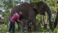 Induk gajah bernama Lisa yang berumur 41 tahun tersebut melahirkan seekor bayi gajah berjenis kelamin betina.