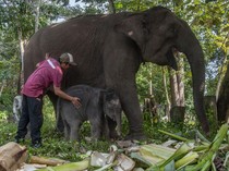 Di TN Tesso Nilo, Bukan Tidak Mungkin Gajah dan Manusia Hidup Berdampingan