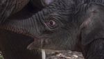 Penampakan Anak Gajah Sumatera yang Lahir di TN Tesso Nilo