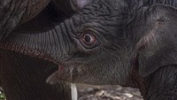 Diketahui bayi gajah tersebut memiliki berat 139 kg.