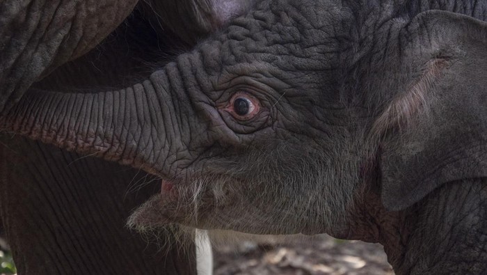 Anak gajah sumatera lahir di TN Tesso Nilo Seekor anak gajah sumatra (Elephas maximus sumatranus) yang baru lahir berada di dekat induknya di Camp Flying Squad Taman Nasional Tesso Nilo Kabupaten Pelalawan, Provinsi Riau, Jumat (1/9/2023). Induk gajah bernama Lisa yang berumur 41 tahun tersebut melahirkan seekor bayi gajah berjenis kelamin betina dengan berat 139 kg pada 31 Agustus 2023. ANTARA FOTO/Yudhie/tom.