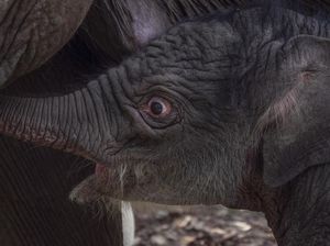 Kado HUT RI, Bayi Gajah Sumatera Lahir di TN Way Kambas