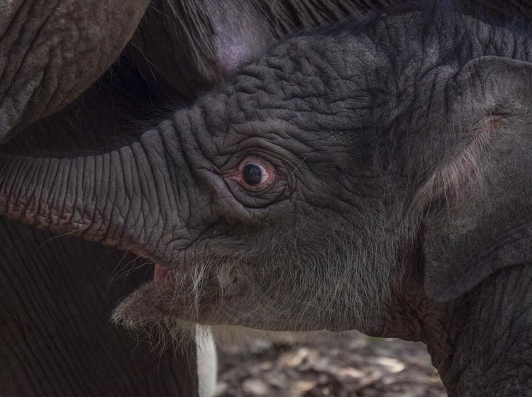 Penampakan Anak Gajah Sumatera yang Lahir di TN Tesso Nilo