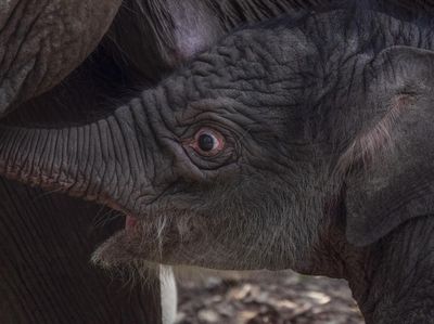 Penampakan Anak Gajah Sumatera yang Lahir di TN Tesso Nilo