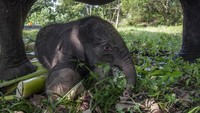 Ini dia potret seekor anak gajah sumatra (Elephas maximus sumatranus) yang baru lahir berada di dekat induknya di Camp Flying Squad Taman Nasional Tesso Nilo Kabupaten Pelalawan, Provinsi Riau, Jumat (1/9/2023).