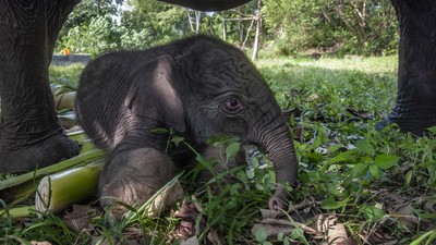 5 Potret Menggemaskan Anak Gajah yang Lahir di Taman Nasional Tesso Nilo