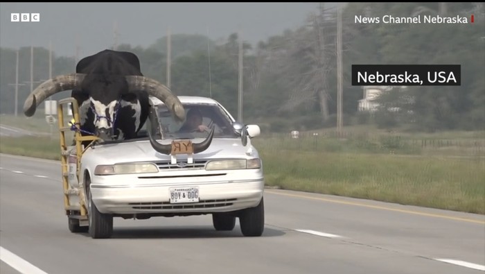 Banteng diajak jalan-jalan
