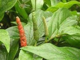 Cabe jawa (Piper retrofractum Vahl), long pepper.