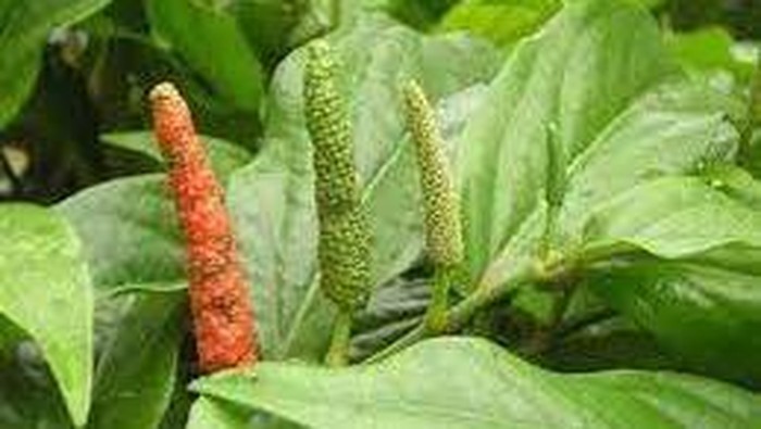 Cabe jawa (Piper retrofractum Vahl), long pepper.