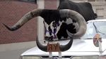 Di Luar Nalar, Banteng Raksasa Numpang di Mobil Sedan