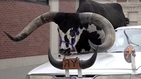 Aksi Lee Meyer, warga Neleigh, Amerika Serikat baru-baru ini bikin geger pengguna jalan bebas hambatan yang ada di Nebraska. Sebab, Lee Meyer nekat membawa banteng watusi kesayangannya berjalan-jalan dengan mobil.  