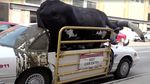 Di Luar Nalar, Banteng Raksasa Numpang di Mobil Sedan