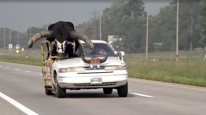 A view shows a bull riding in the passenger seat of a vehicle on a highway, in Norfolk, Nebraska, U.S., August 30, 2023, in this screen grab taken from a video.  News Channel Nebraska/Handout via REUTERS ATTENTION EDITORS - THIS IMAGE WAS PROVIDED BY A THIRD PARTY.MANDATORY CREDIT.