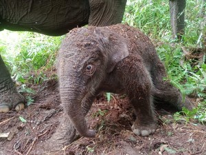 Kabar Bahagia! Bayi Gajah Sumatera Lahir di TN Tesso Nilo