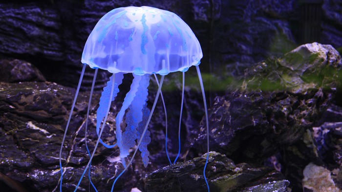 Jellyfish, is the important large plankton in sea, belong to cnidarians
