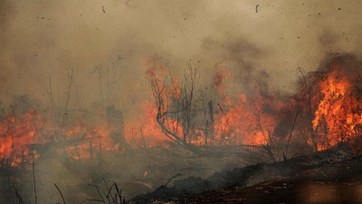 Penampakan Kobaran Api Lalap Hutan dan Lahan di Palangka Raya