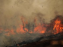Catatan Karhutla Terparah yang Pernah Menimpa Pulau Kalimantan