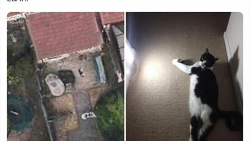 Inilah sosok kucing yang ada di Googel Earth, Foto: Boredpanda