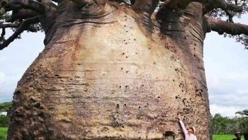 Inilah Baobab Terbesar Di Madagaskar Dan Disebut Pohon Kehidupan Atau Ibu Hutan Foto: Boredpanda