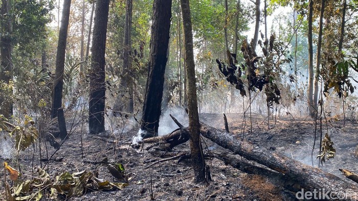 Kebakaran hutan Gunung Walat Sukabumi, Jumat (1/9/2023).