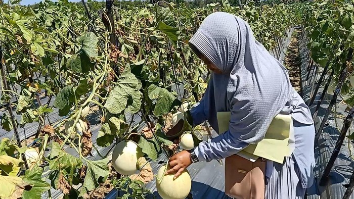 Pengunjung memetik buah melon di Desa Artodung, Kcamatan Larangan, Pamekasan.