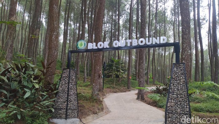 Wisata alam Pinea Forest Mangli jadi destinasi baru di Magelang. Wisatawan bisa piknik sambil kemping. Foto diunggah Jumat (1/9/2023).