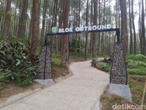 Ada yang Baru di Magelang Lur! Jajal Kemping di Pinea Forest Mangli Yuk