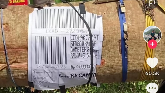 viral karnaval pakai kayu sengon balap