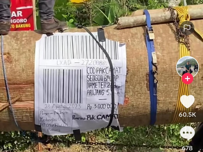 viral karnaval pakai kayu sengon balap
