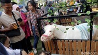 Spot ini bisa menjadi salah satu wahana edukasi untuk anak-anak mengenal hewan yang ada disana. Mulai dari Kuda Poni, Aneka ragam Burung, Sugar Glider, dan Hewan melata seperti ular.   