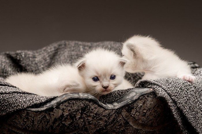 cute little white kittens only a few days old