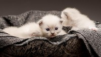 Siapa yang bisa menolak kegemaan anak kucing ini? (Getty Images/iStockphoto/amriphoto)
