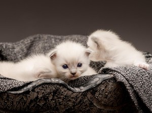 Cara Merawat Anak Kucing Tanpa Induk, Ini 12 Hal yang Wajib Diperhatikan!