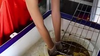 Seorang pemilik kedai bernama Chicken Mortar di Pattaya, Thailand viral. Aksinya berjualan ayam panggang dengan penampilan yang cantik dan seksi membuat pelanggan berdatangan. Foto: TikTok/kenneth9159